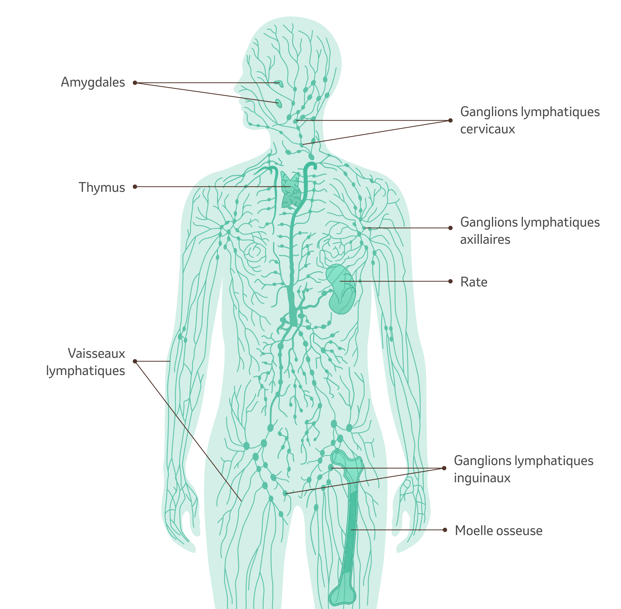 Illustration du corps avec système lymphatique et explications