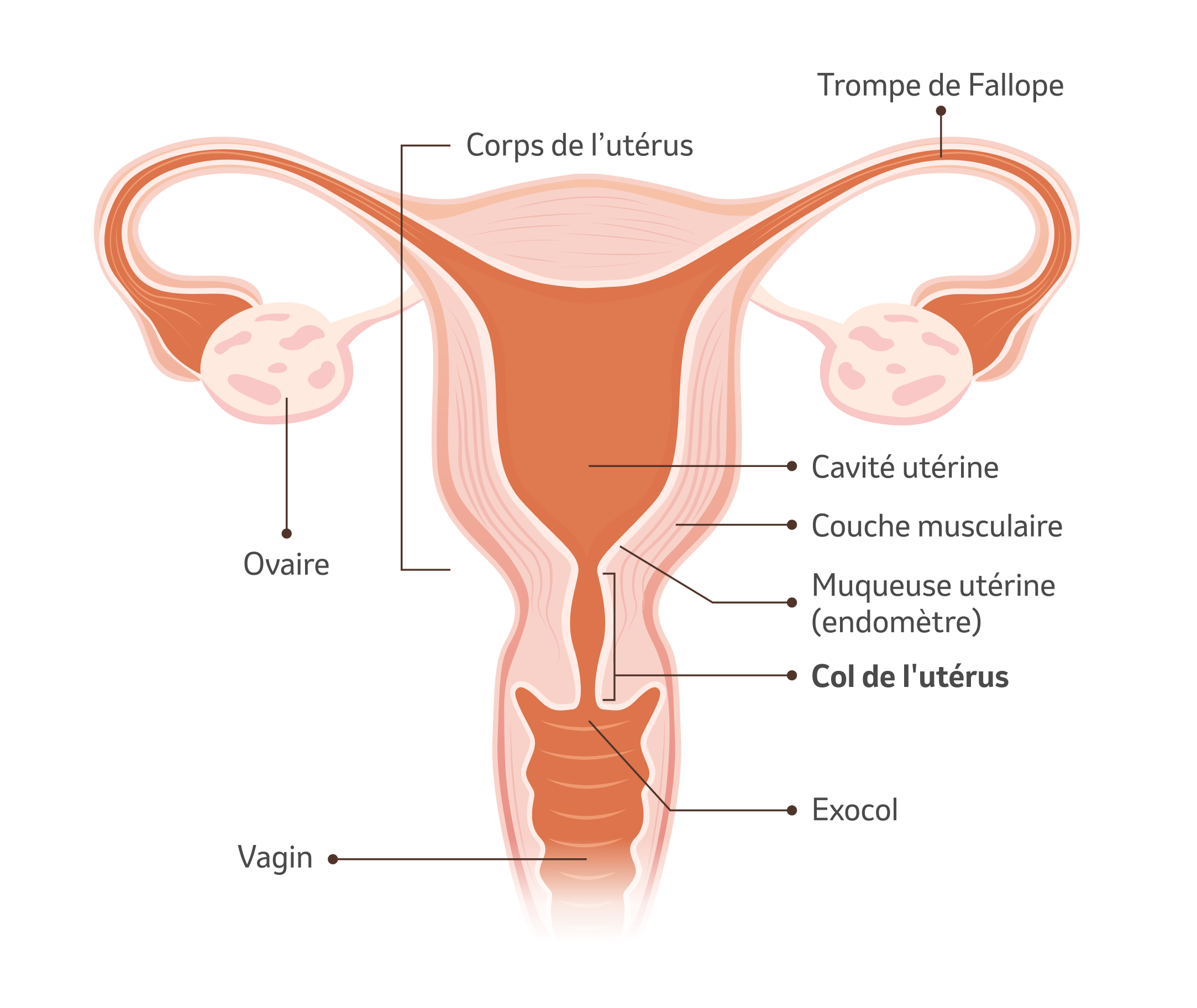 Illustration de l'utérus avec explications