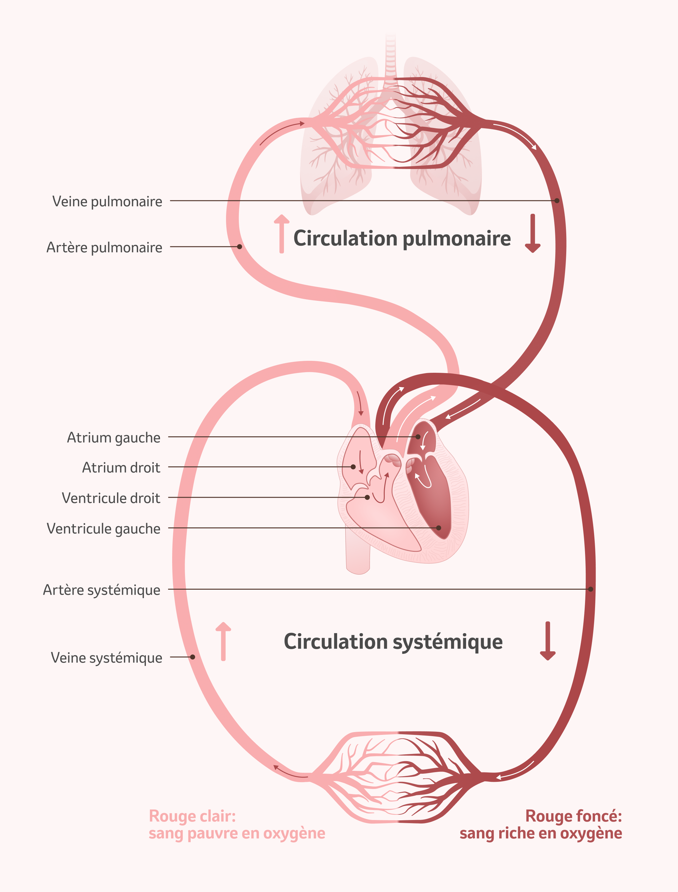 Image: le système circulatoire humain