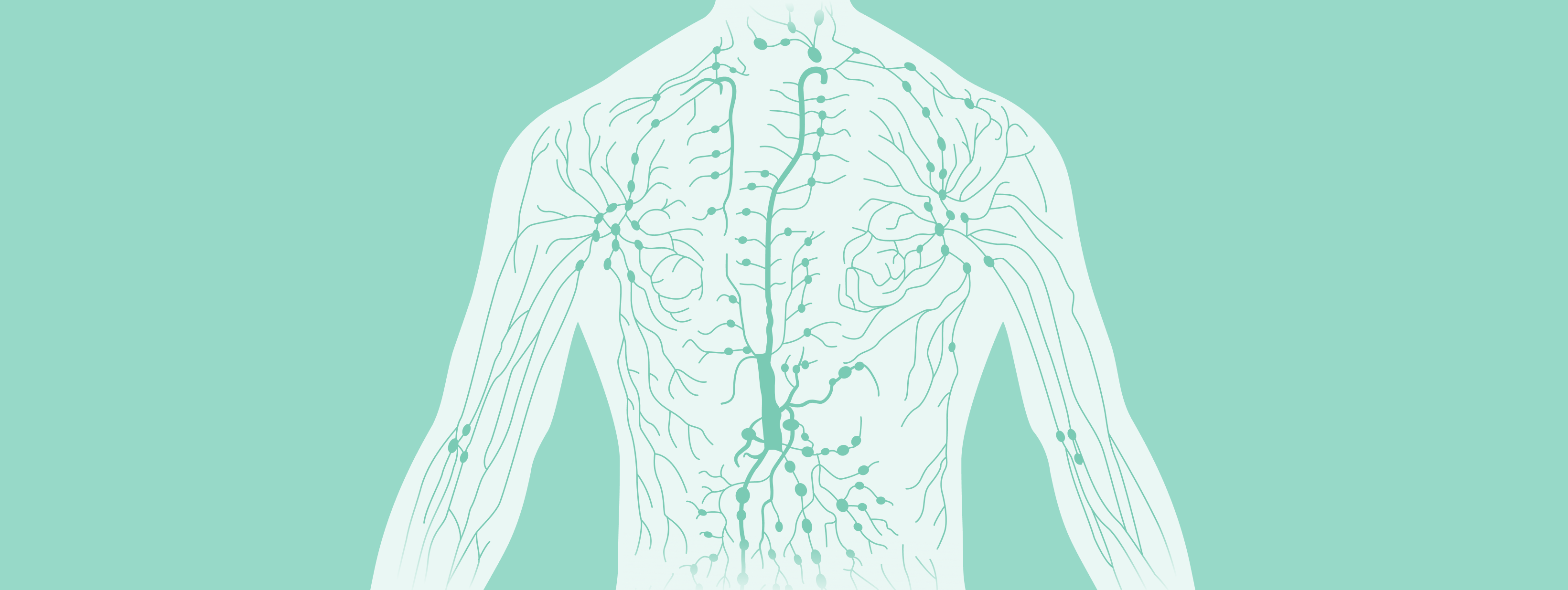 Illustrazione della parte superiore del corpo con il sistema linfatico