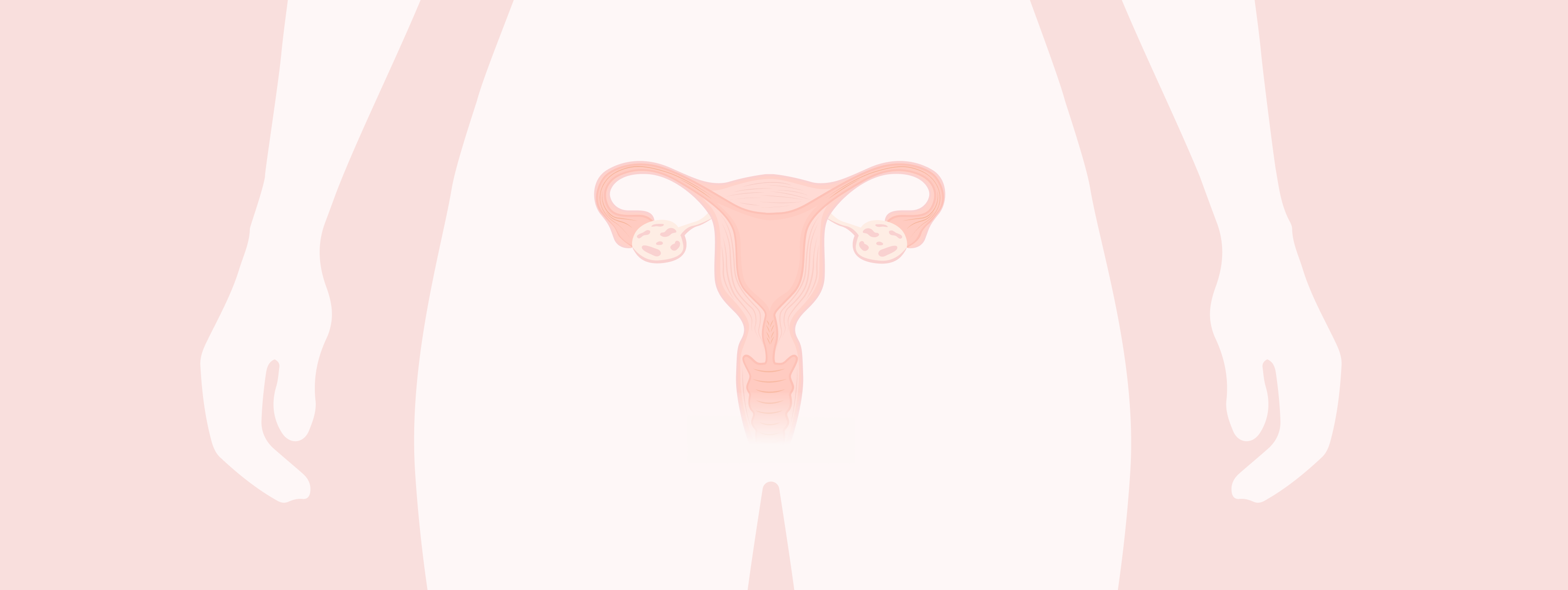 Illustration de l'utérus