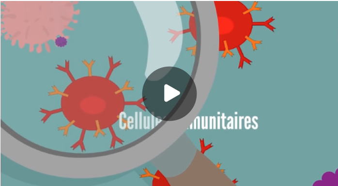 Comment mon immunothérapie fonctionne-t-elle dans le corps?