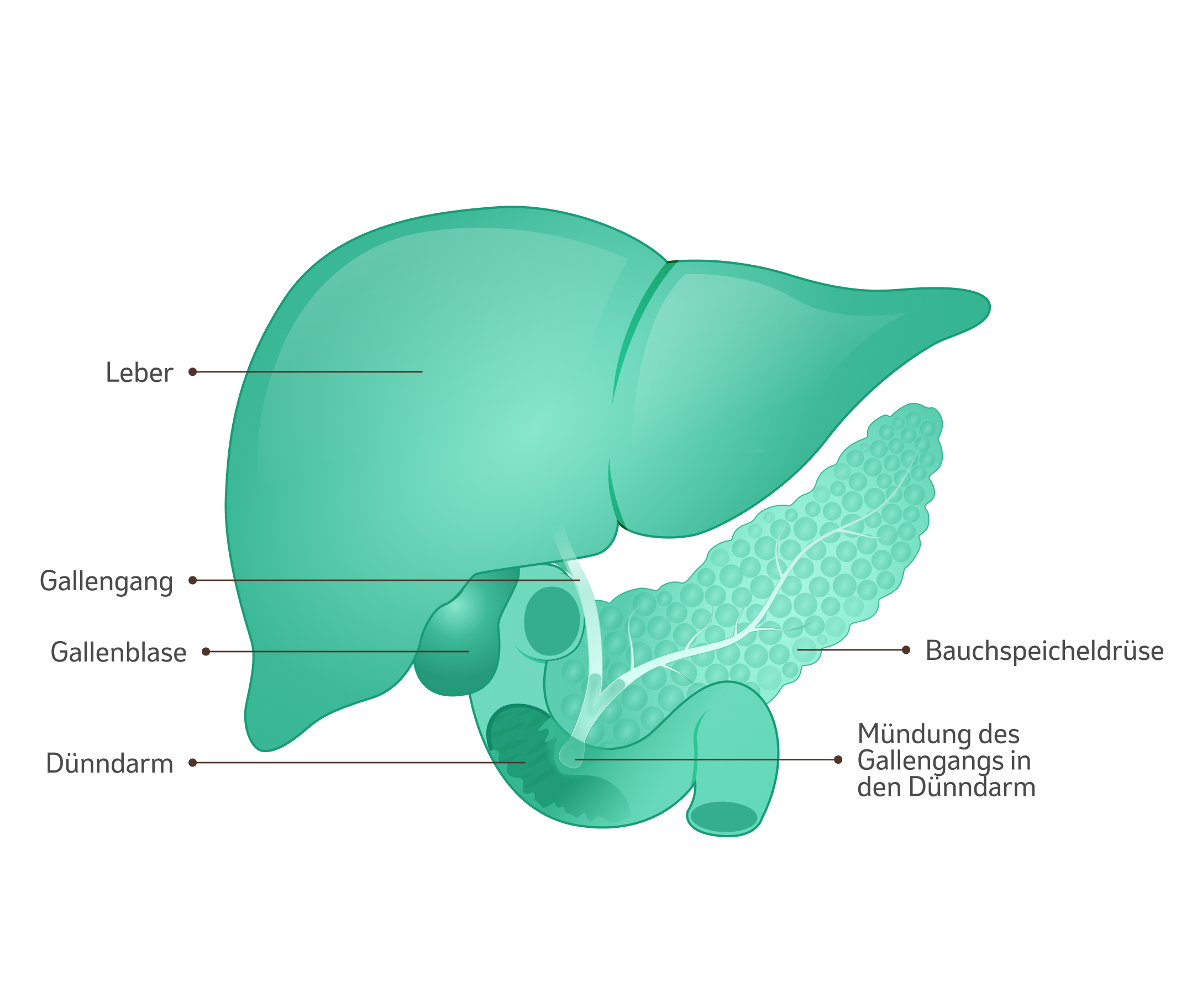 Illustration: Leber, Gallenblase und benachbarten Organe