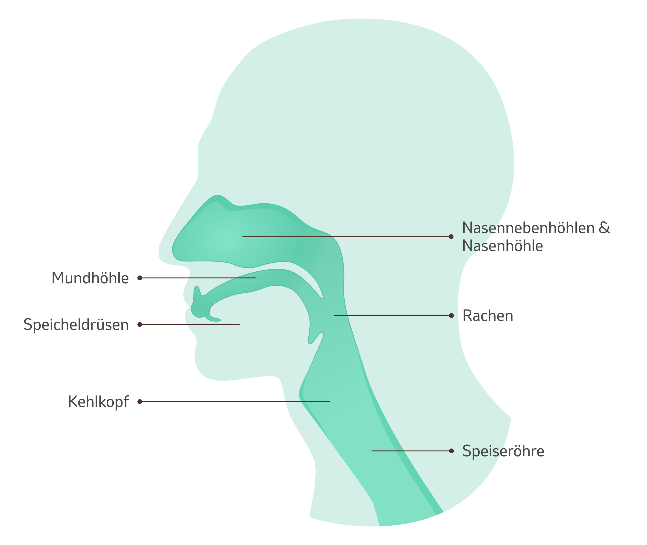 Illustration - Bereiche an Kopf und Hals, an denen Krebs entstehen kann