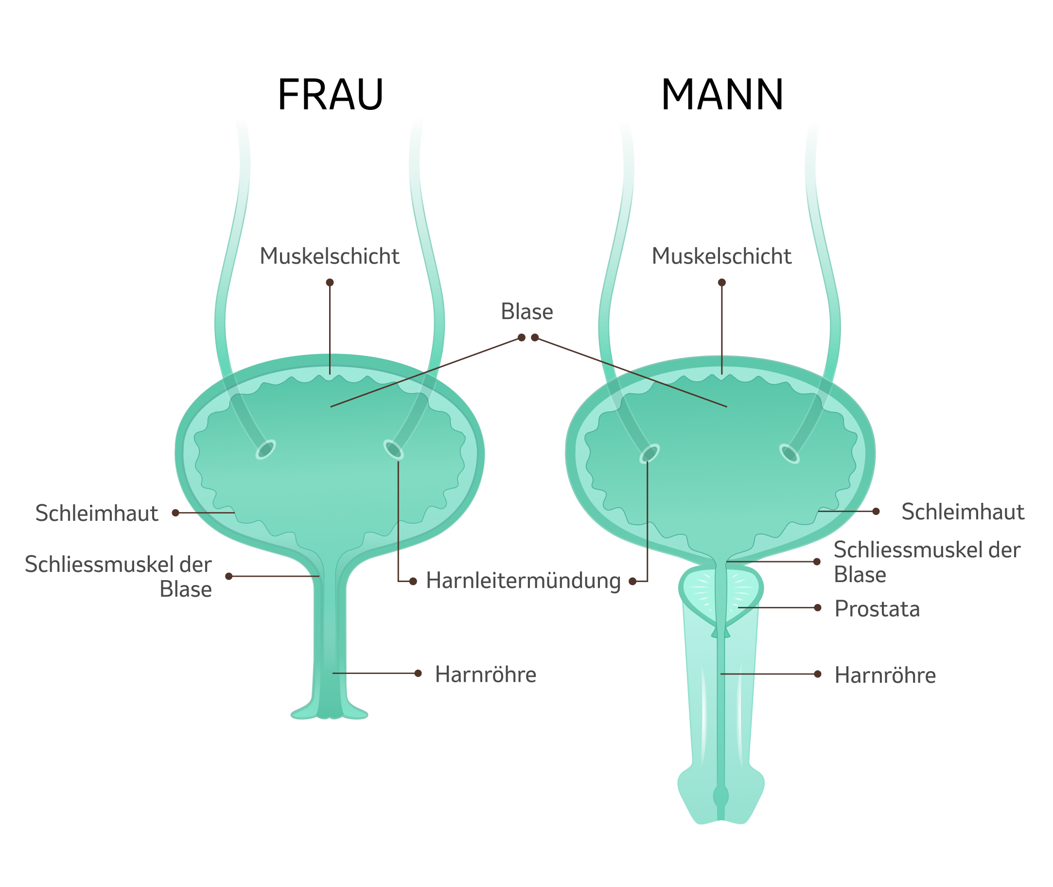 Illustration - Menschliche Blase mit Beschriftung