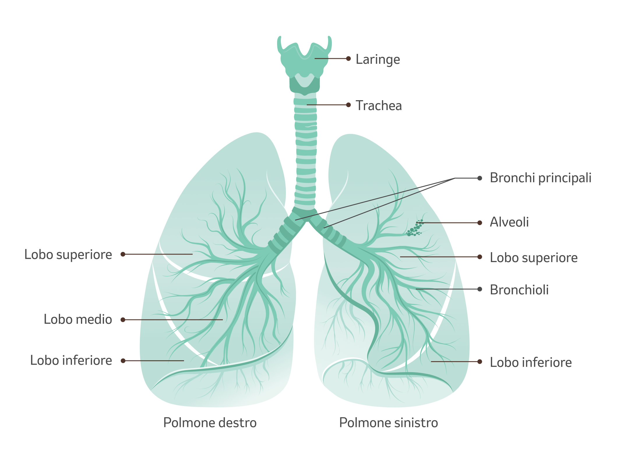 I polmoni dell'uomo