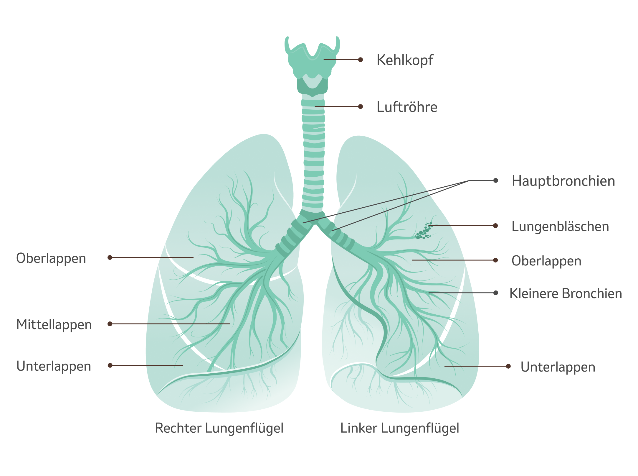 Lunge Illustration