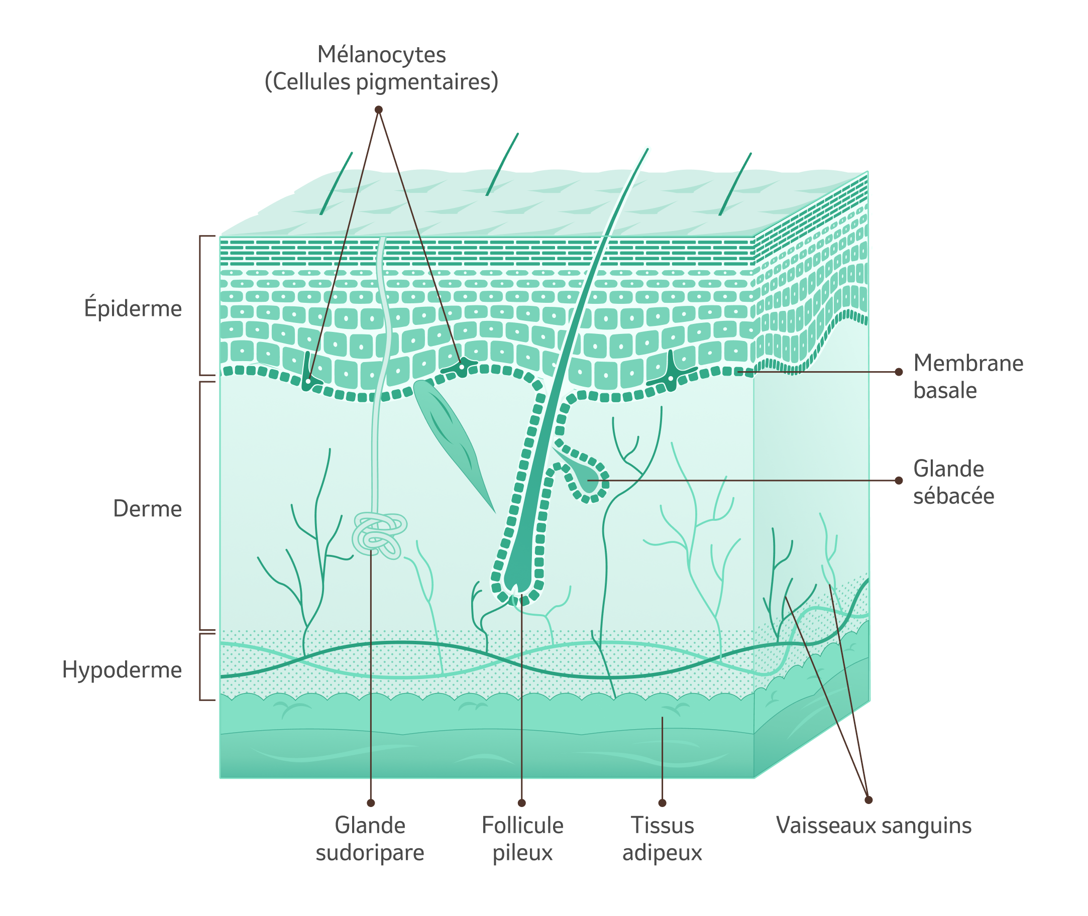 Illustration de la peau avec explication