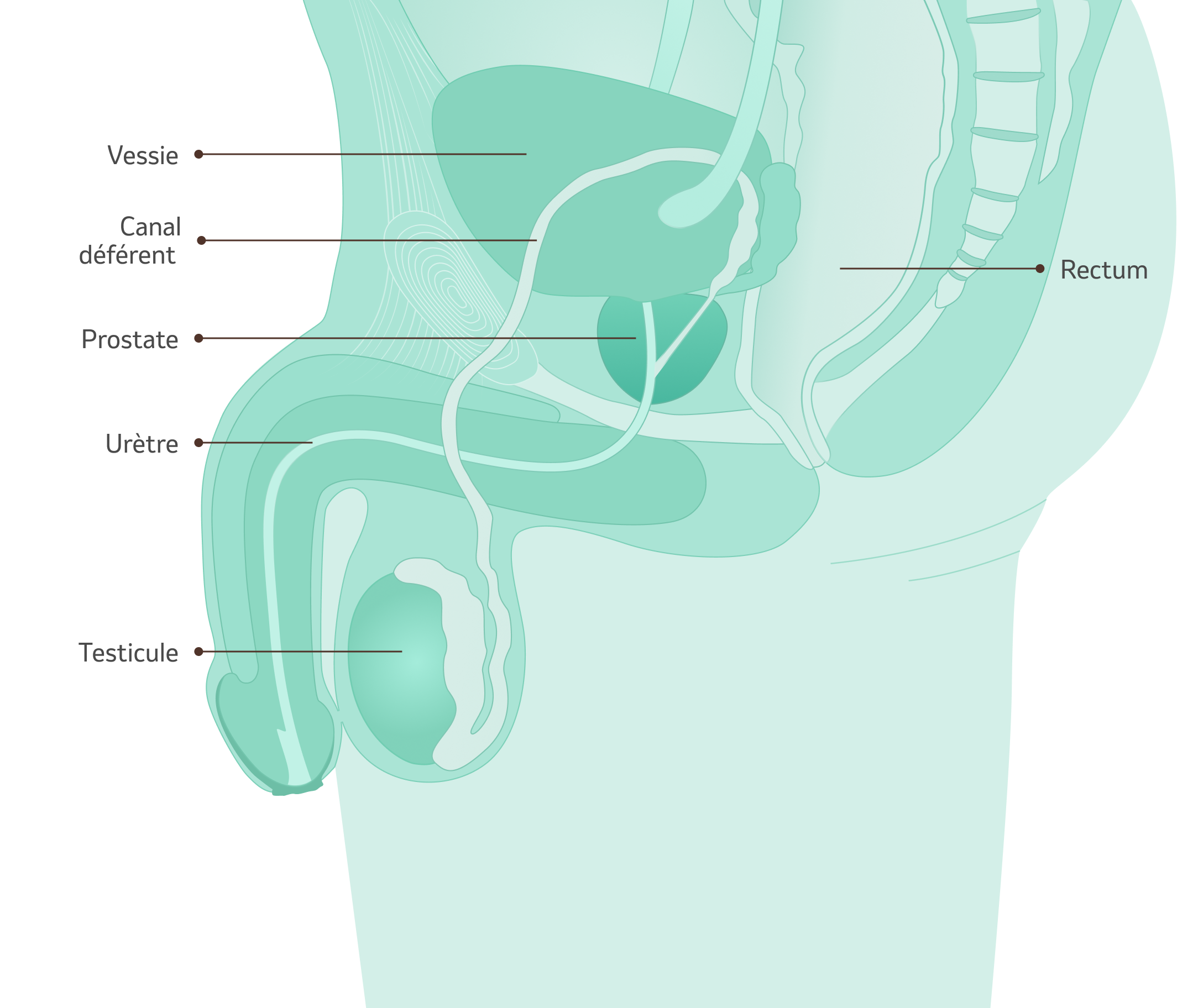 Illustration - Organes génitaux masculins