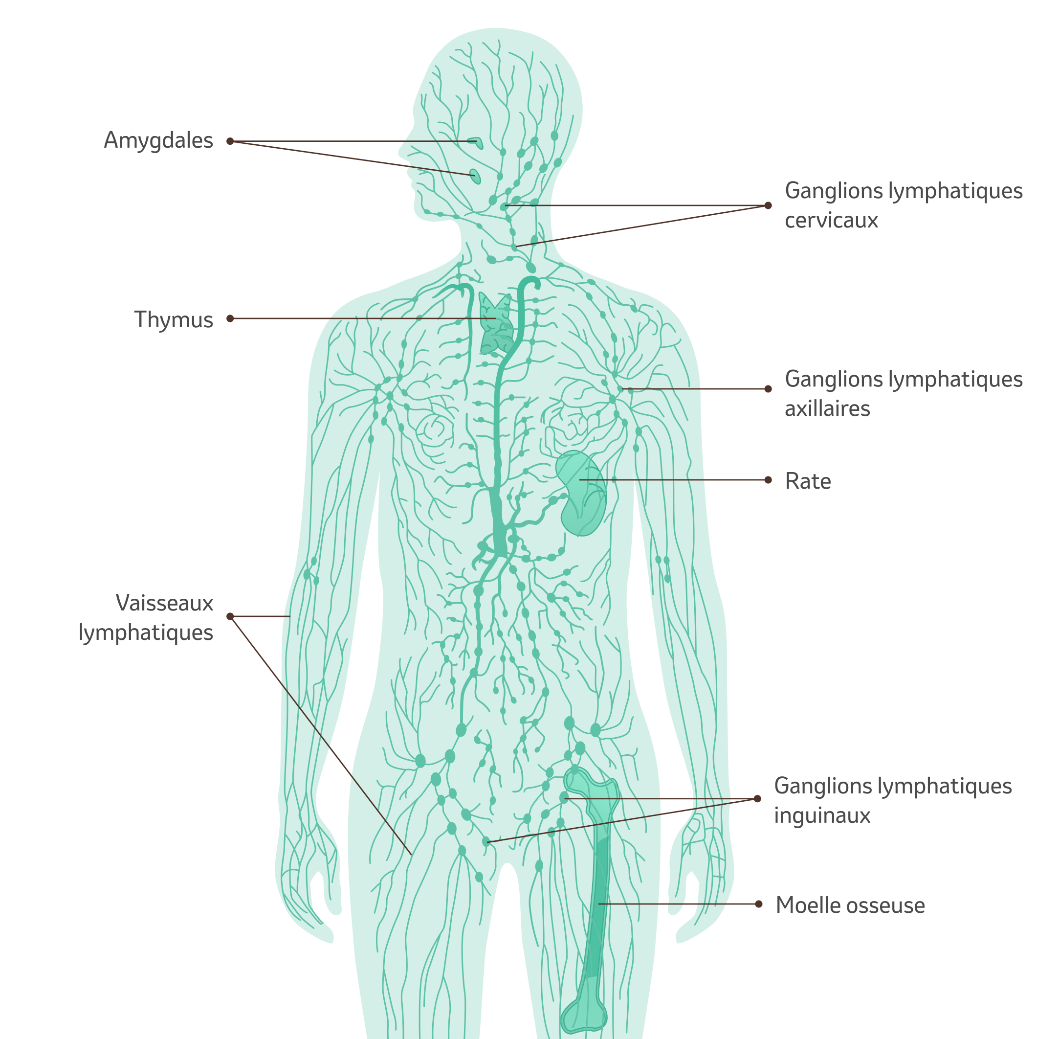 Lymphome hodgkinien | MSD Santé Suisse