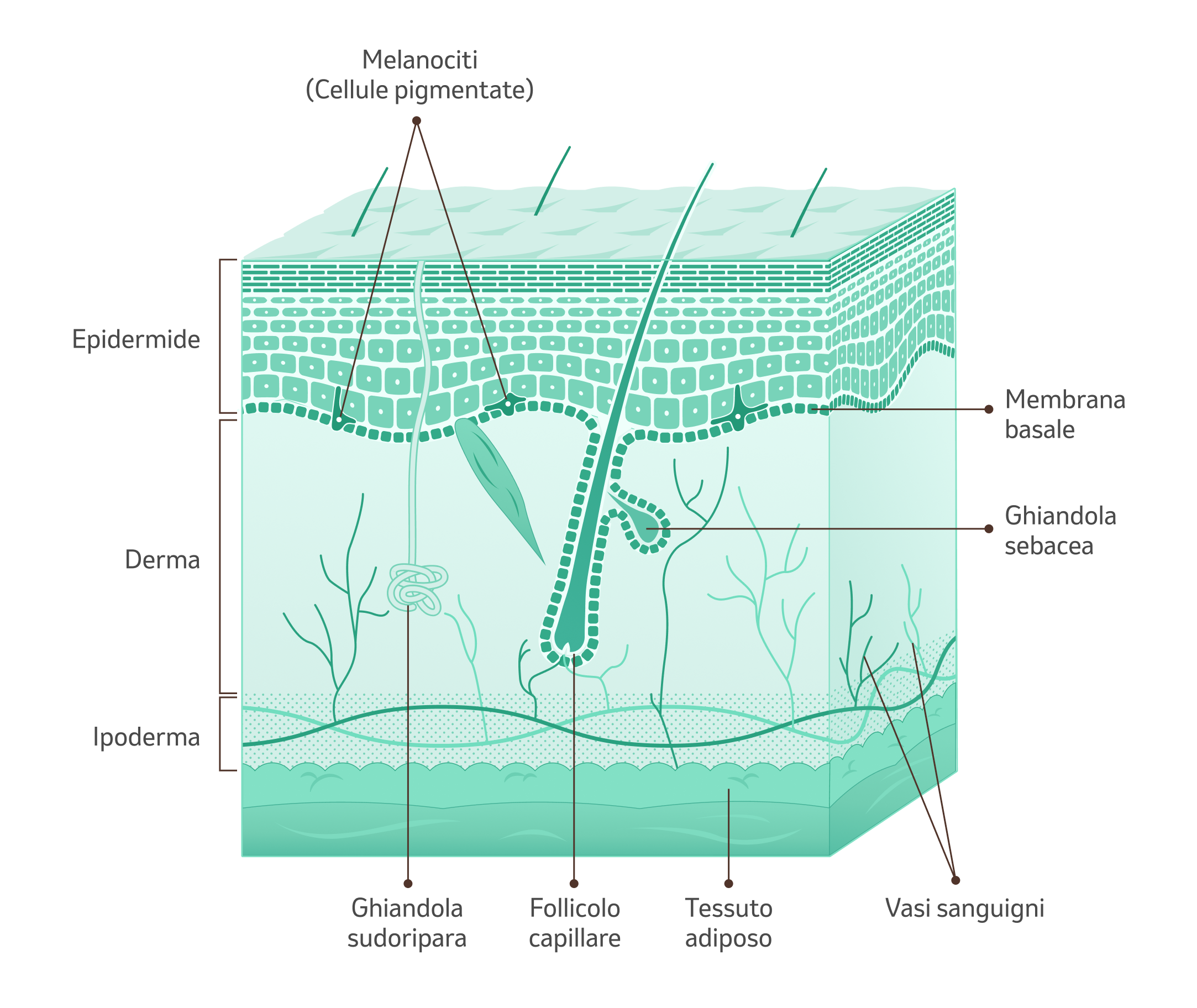 Illustrazione della pelle con spiegazione