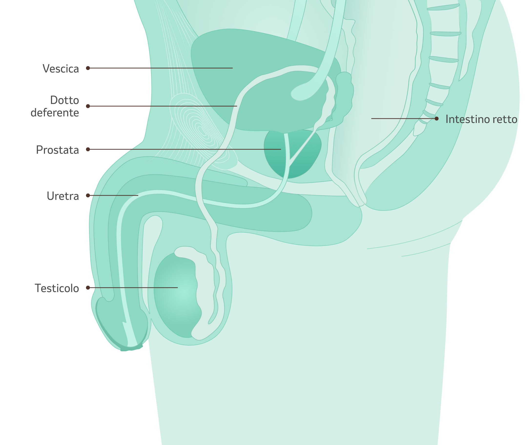 Illustrazione - Gli organi riproduttivi maschili