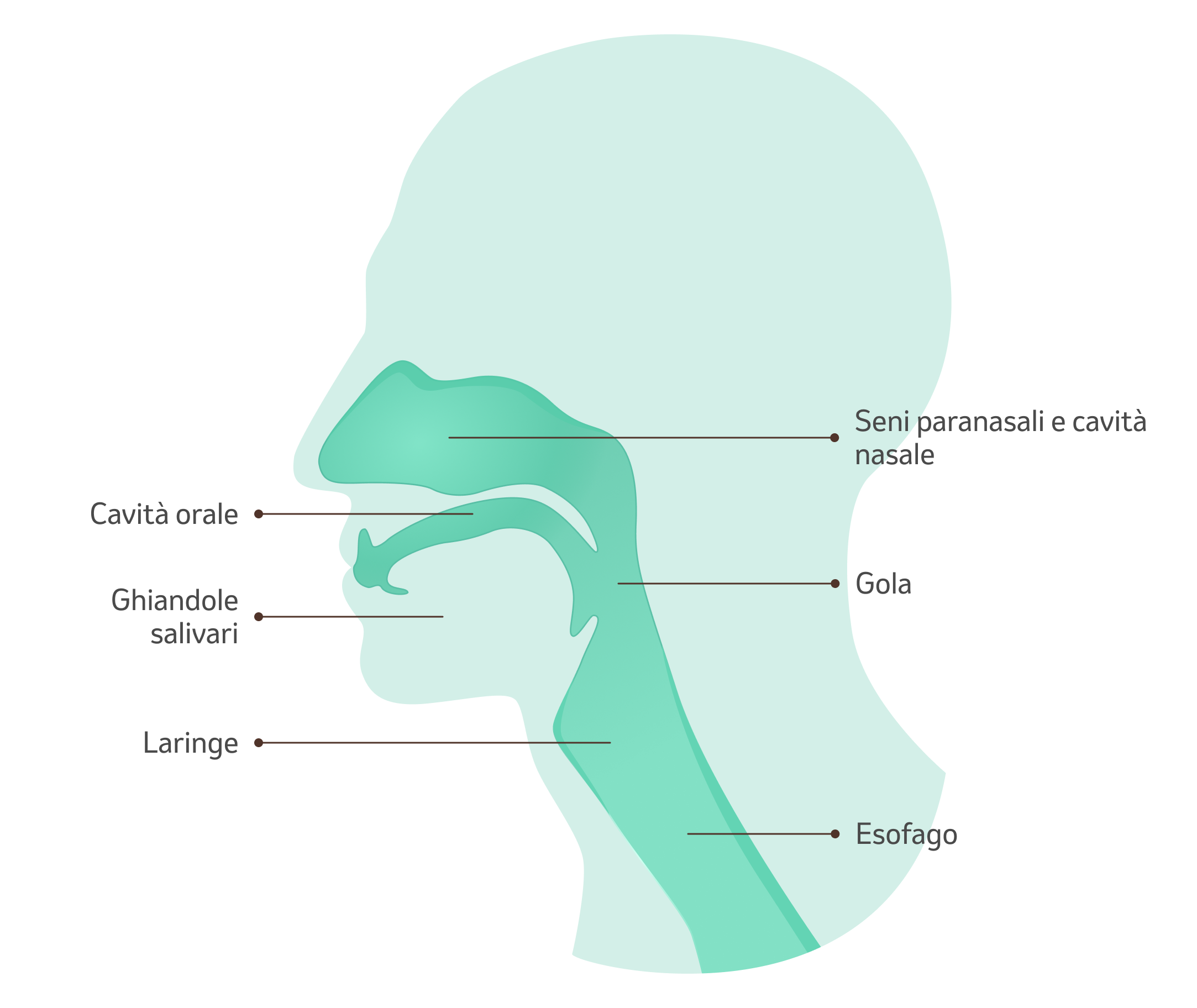 Illustrazione - Aree in cui può insorgere il cancro della testa e del collo
