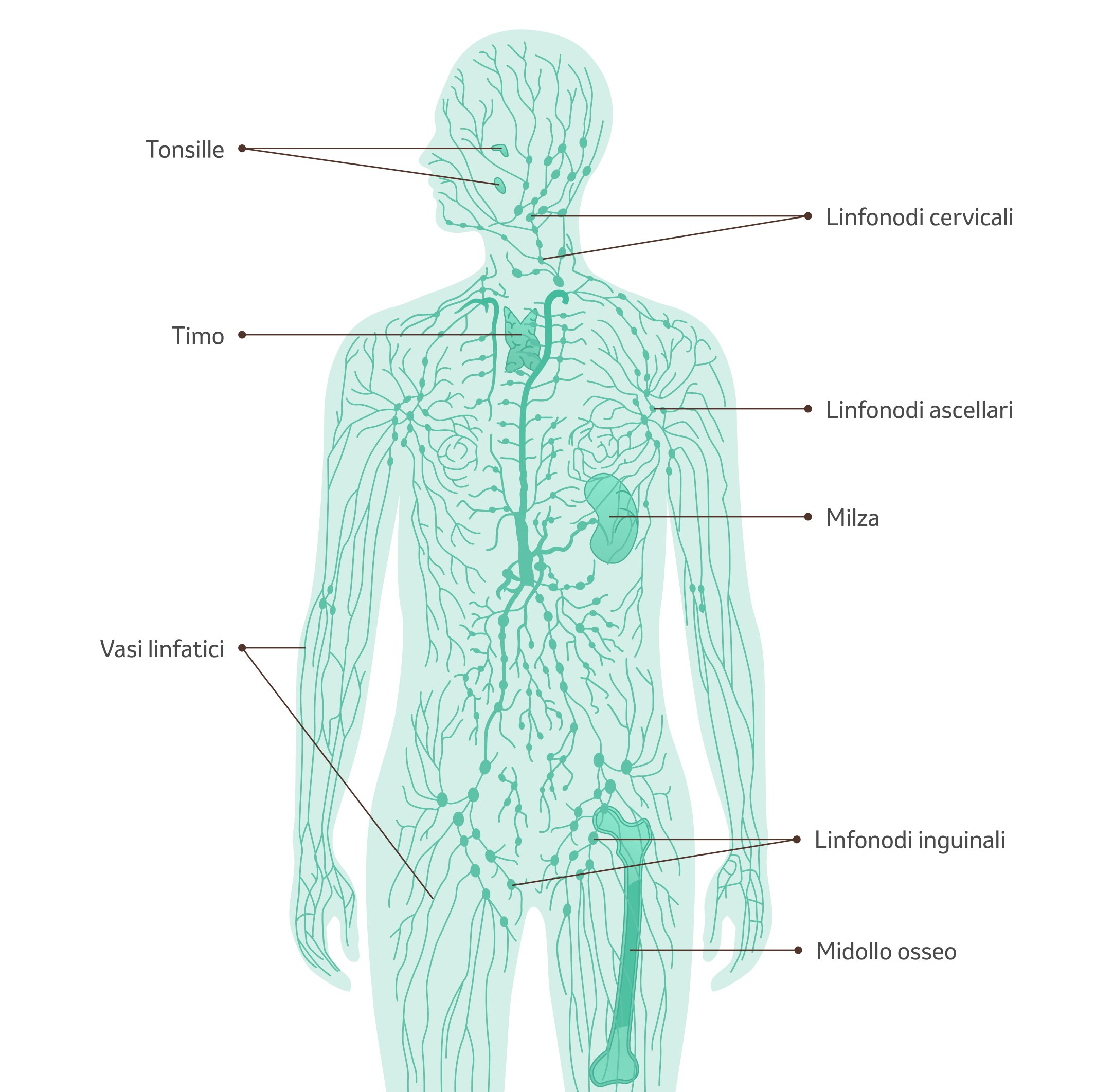 Illustrazione del corpo con sistema linfatico e spiegazione