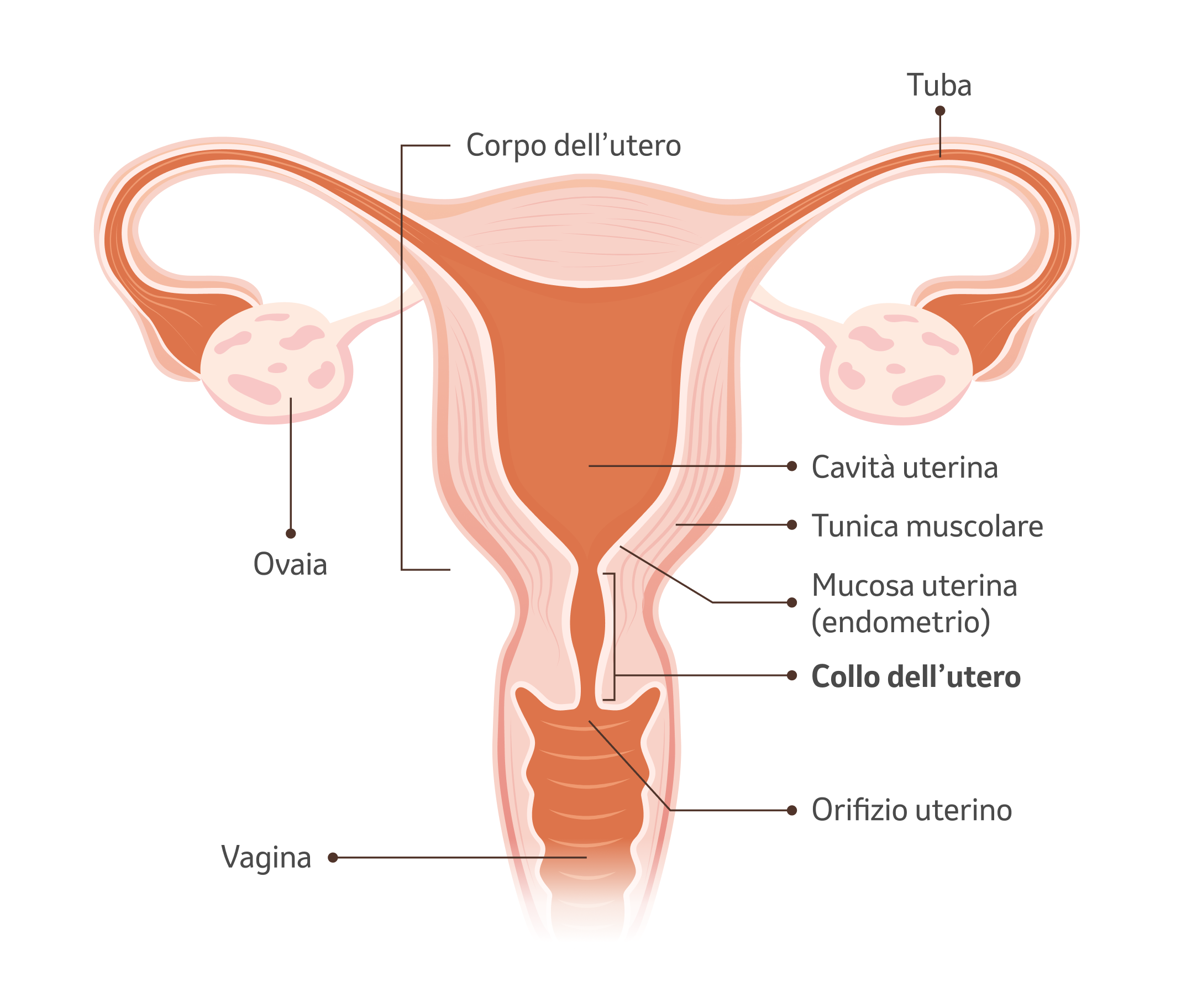 Illustrazione dell'utero con spiegazione