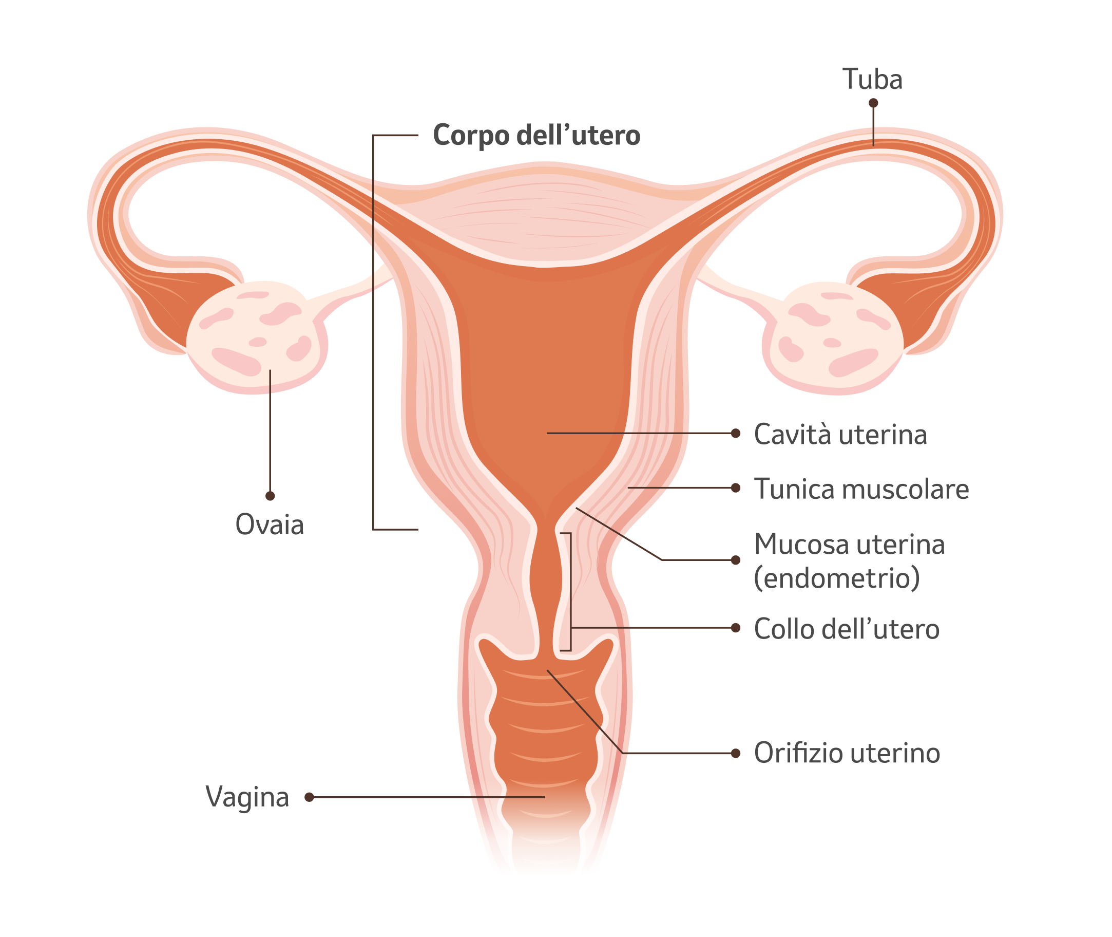 Illustrazione dell'utero con spiegazione