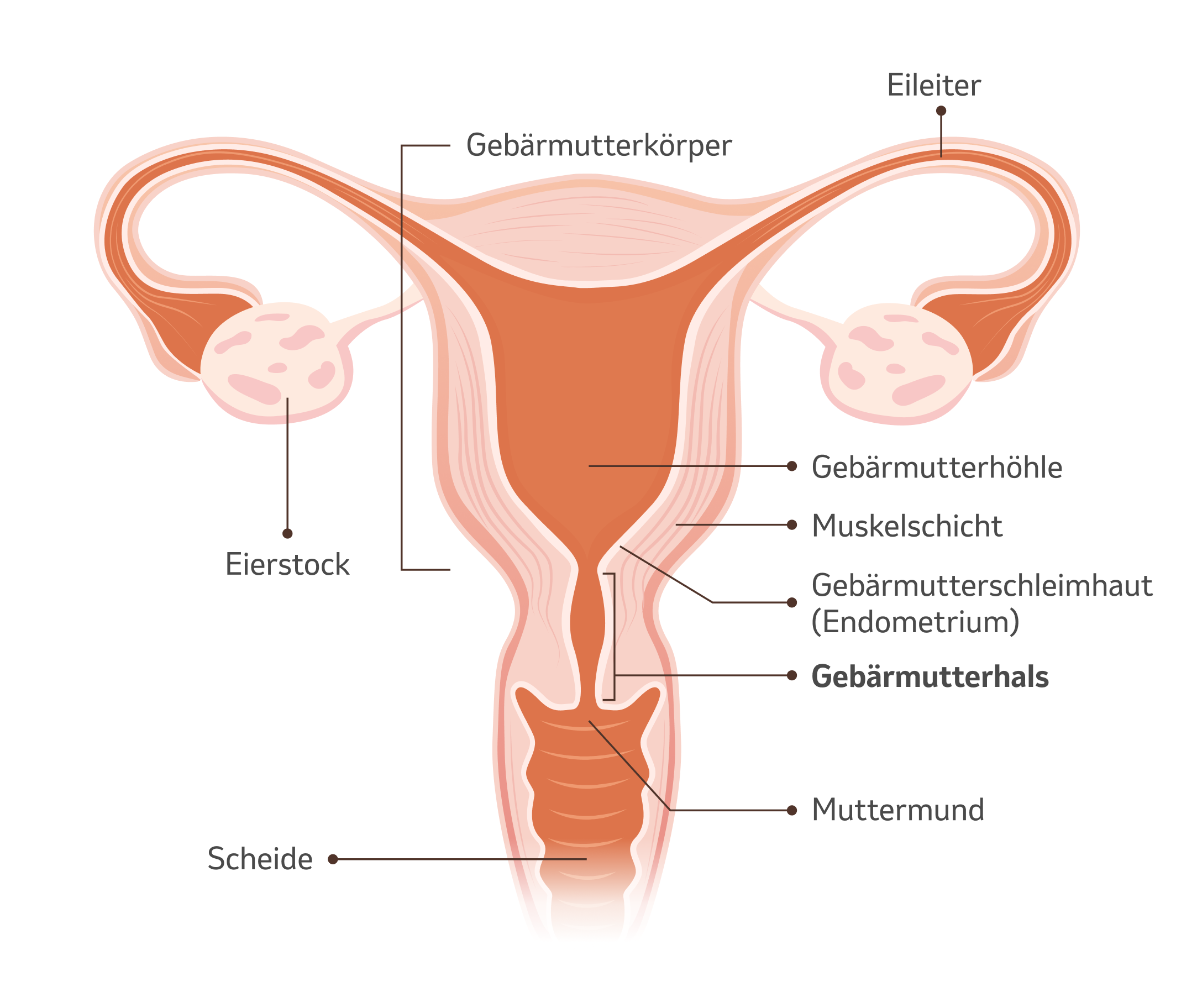 Illustration Gebärmutter mit Beschriftung