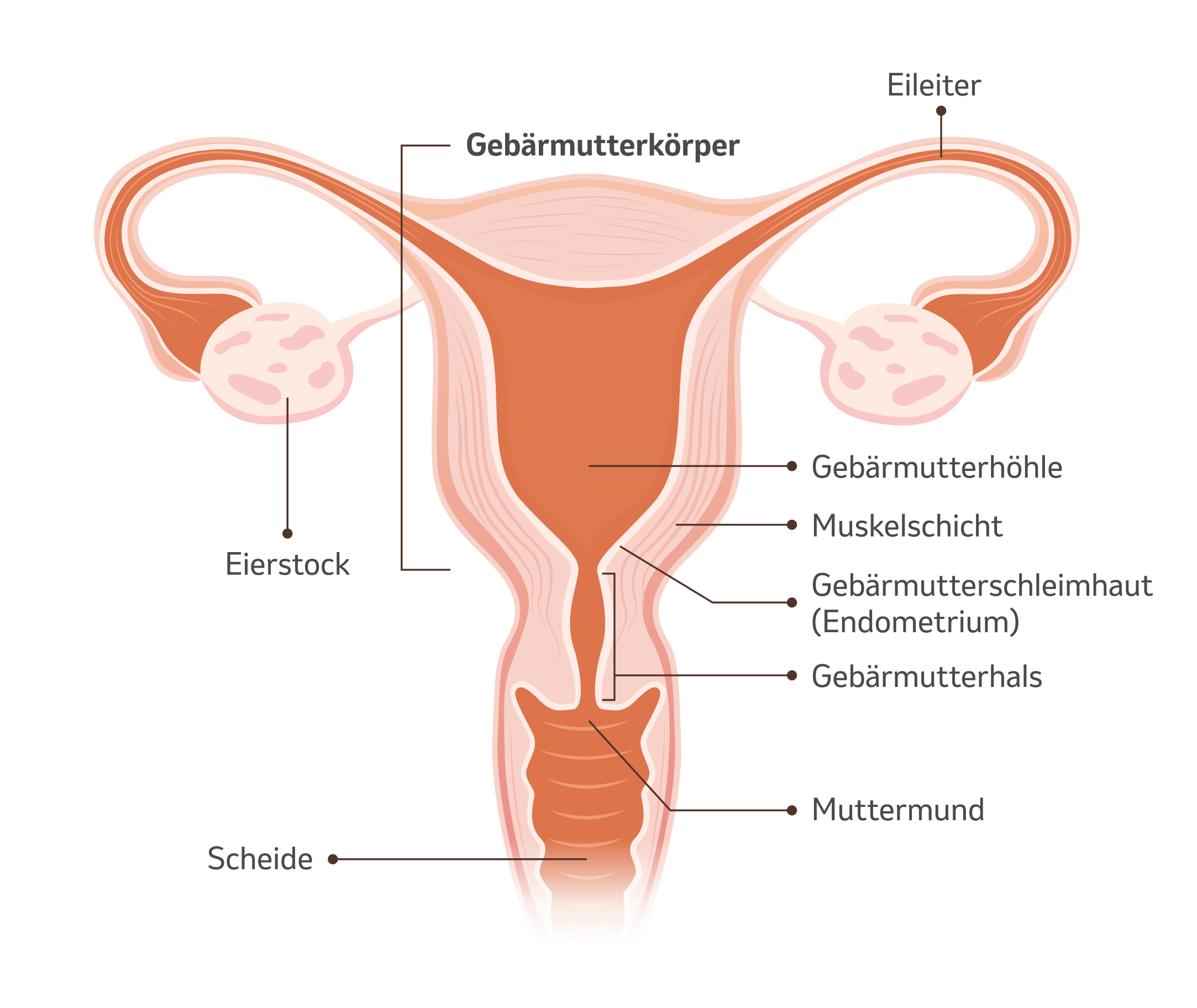 Gebärmutterkörperkrebs I MSD Gesundheit Schweiz
