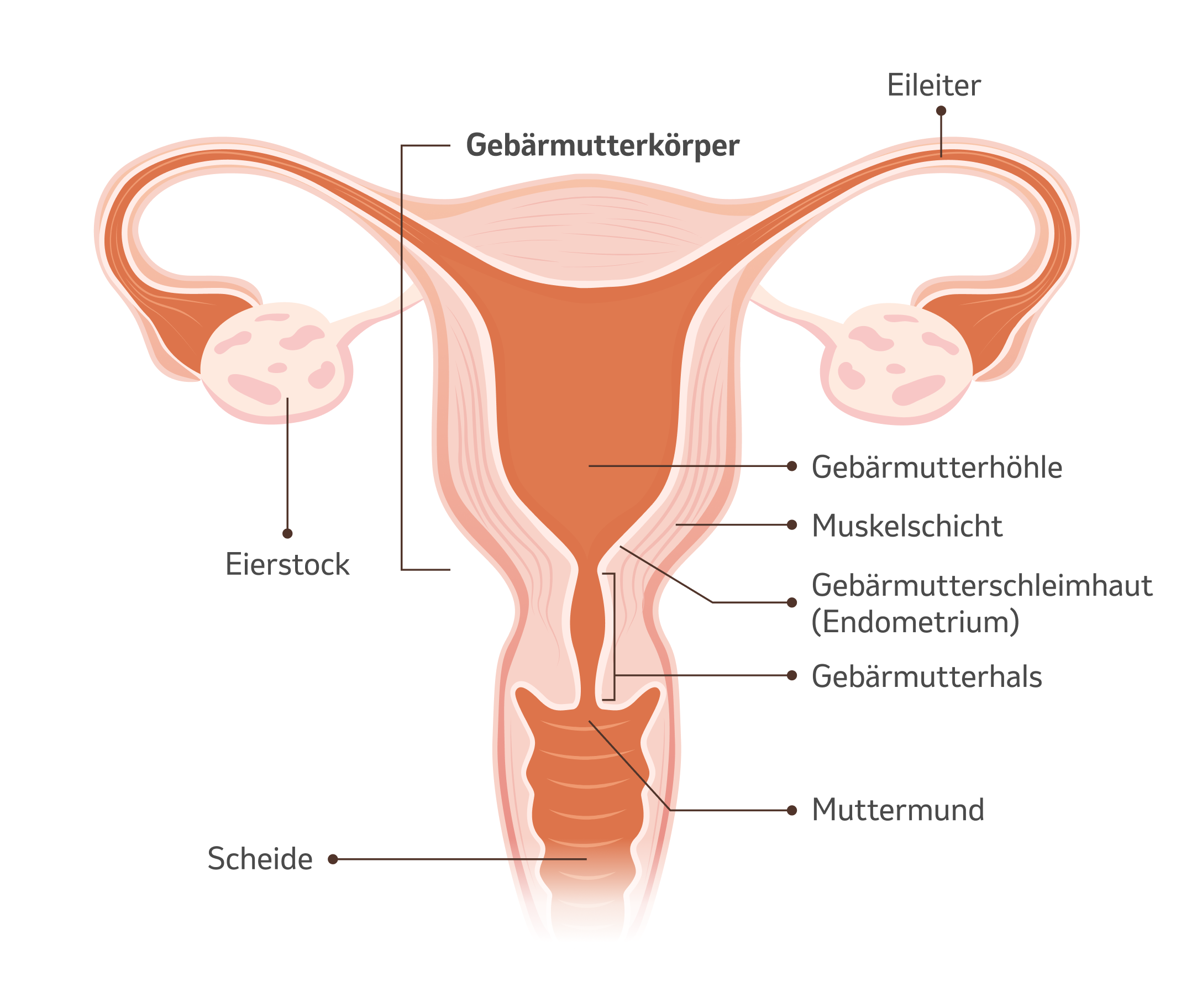 Illustration Gebärmutter mit Beschriftung