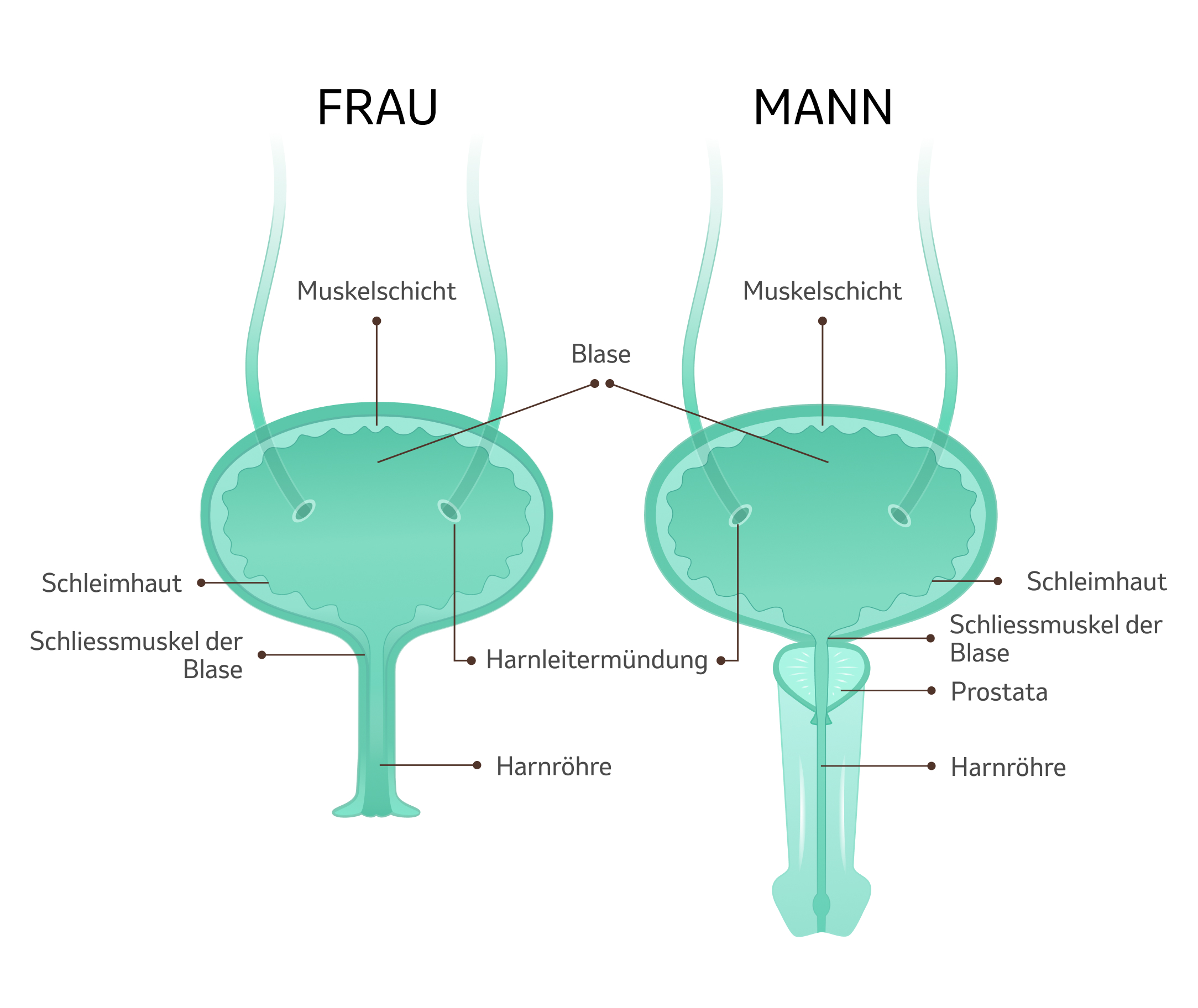 Illustration der menschlichen Blase