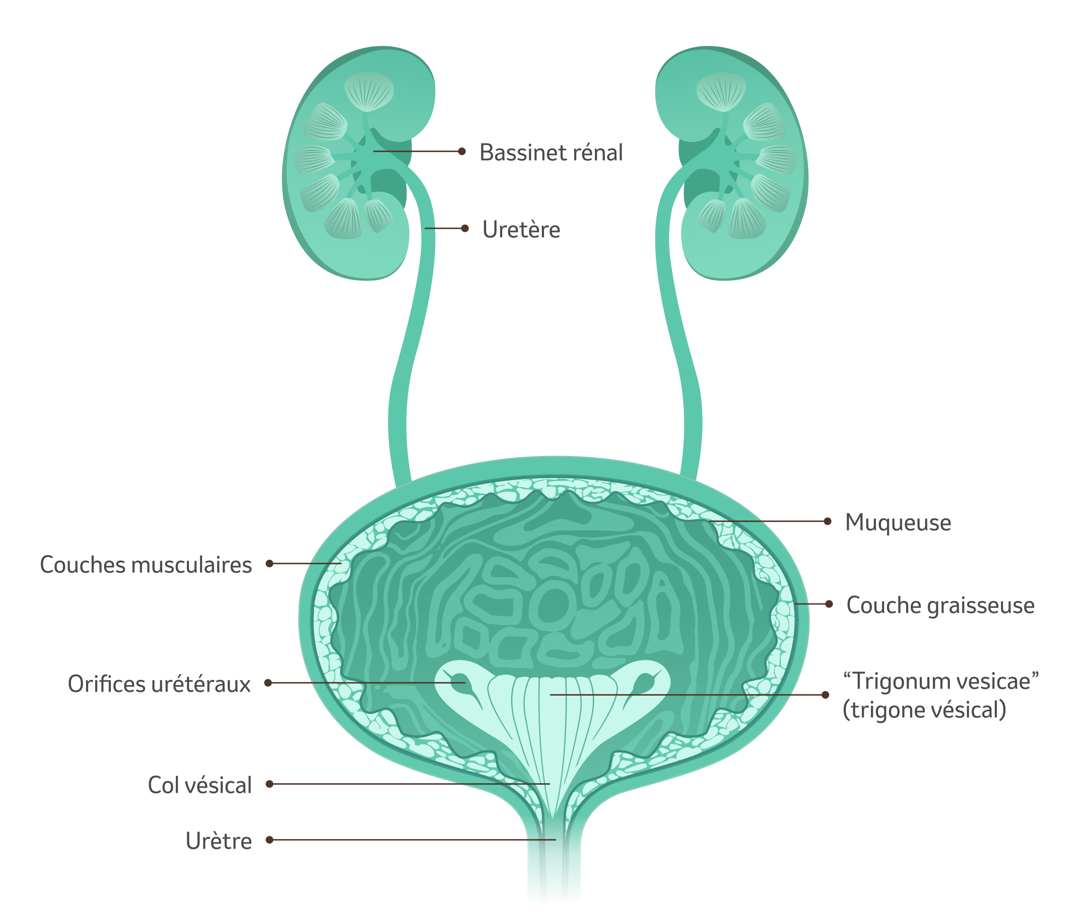 Anatomie des voies urinaires avec les reins, les uretères, la vessie et l'urètre