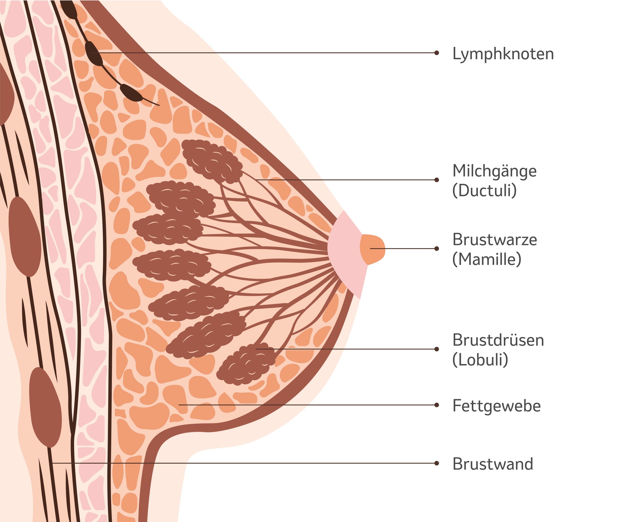 Illustration "Die weibliche Brust"