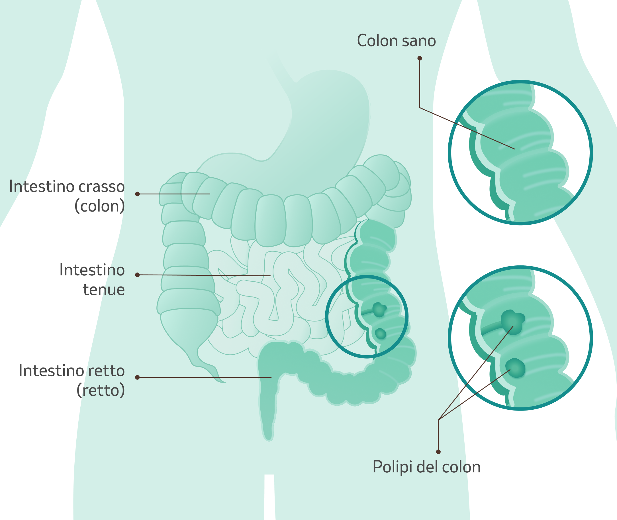 illustrazione dell'intestino con spiegazione