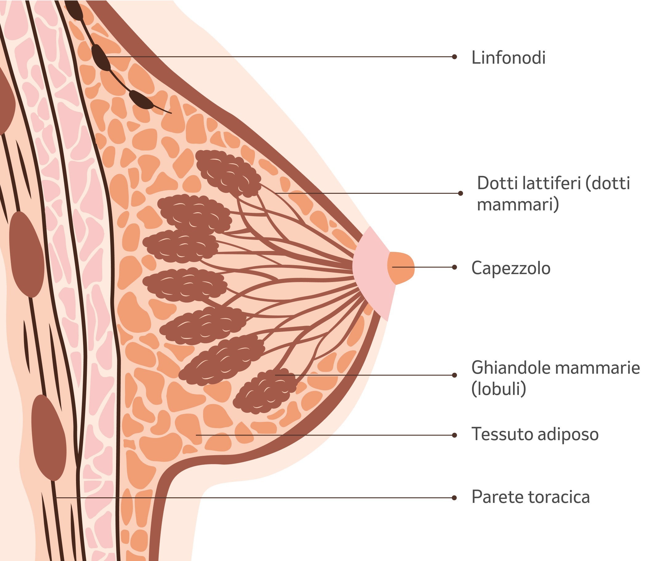 Illustrazione "Il seno femminile".