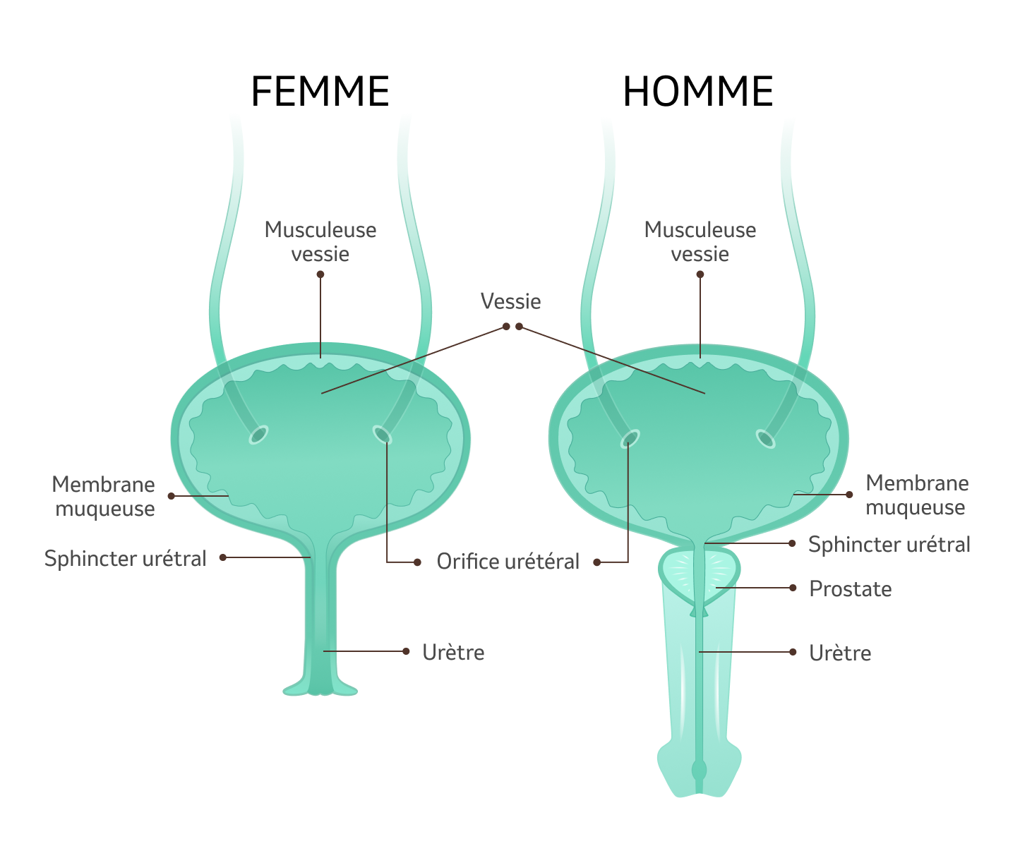 Illustration de la vessie