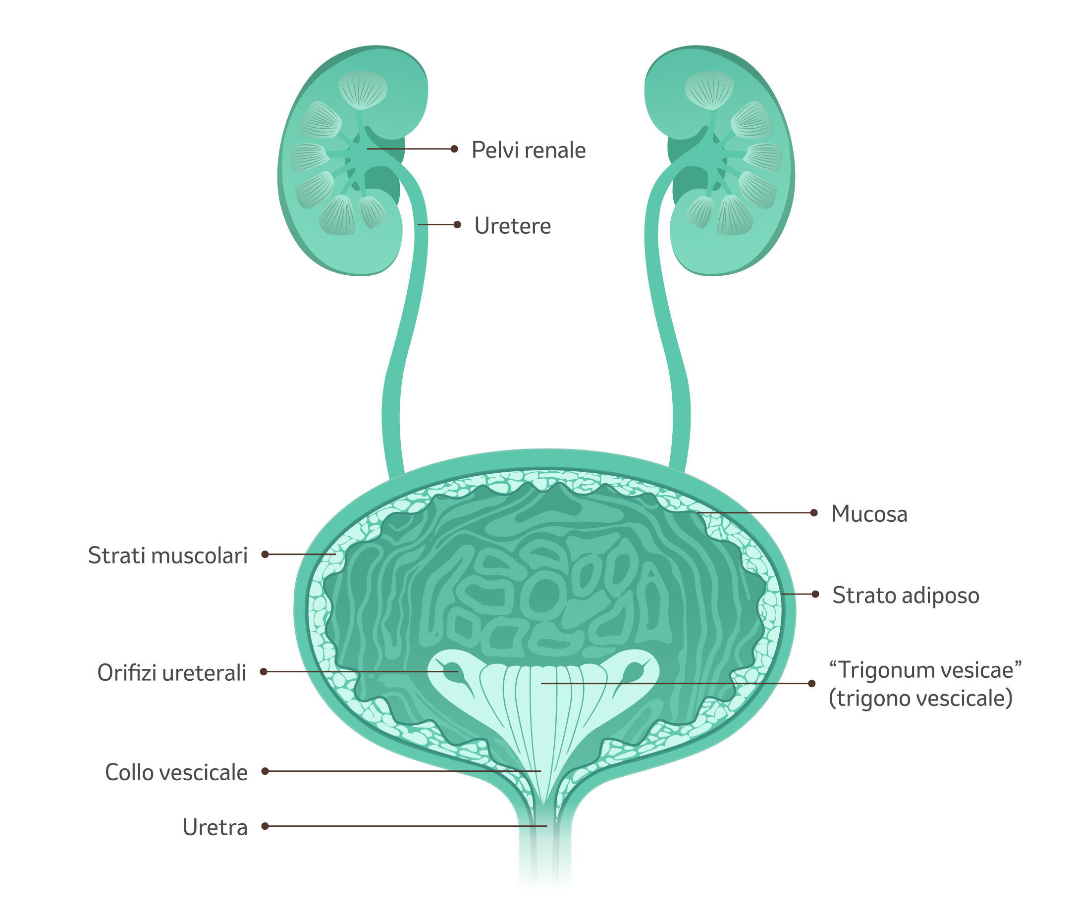 Anatomia dell’apparato urinario con reni, ureteri, vescica e uretra