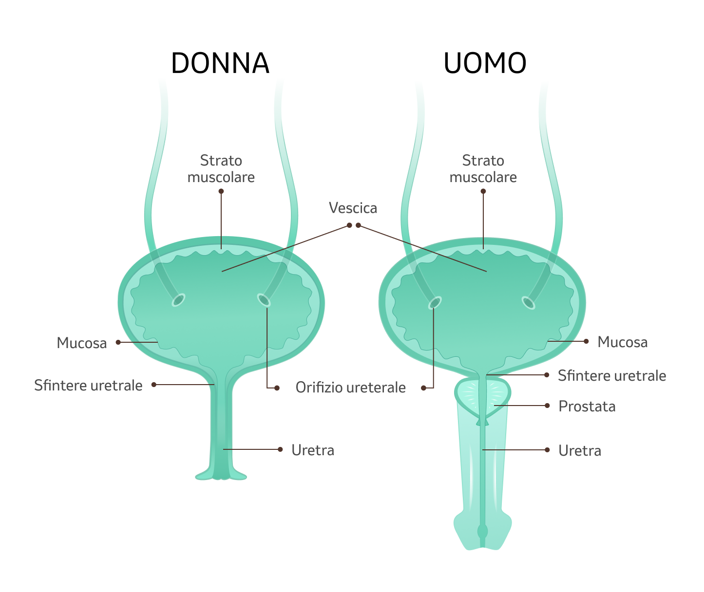 Illustrazione della vescica