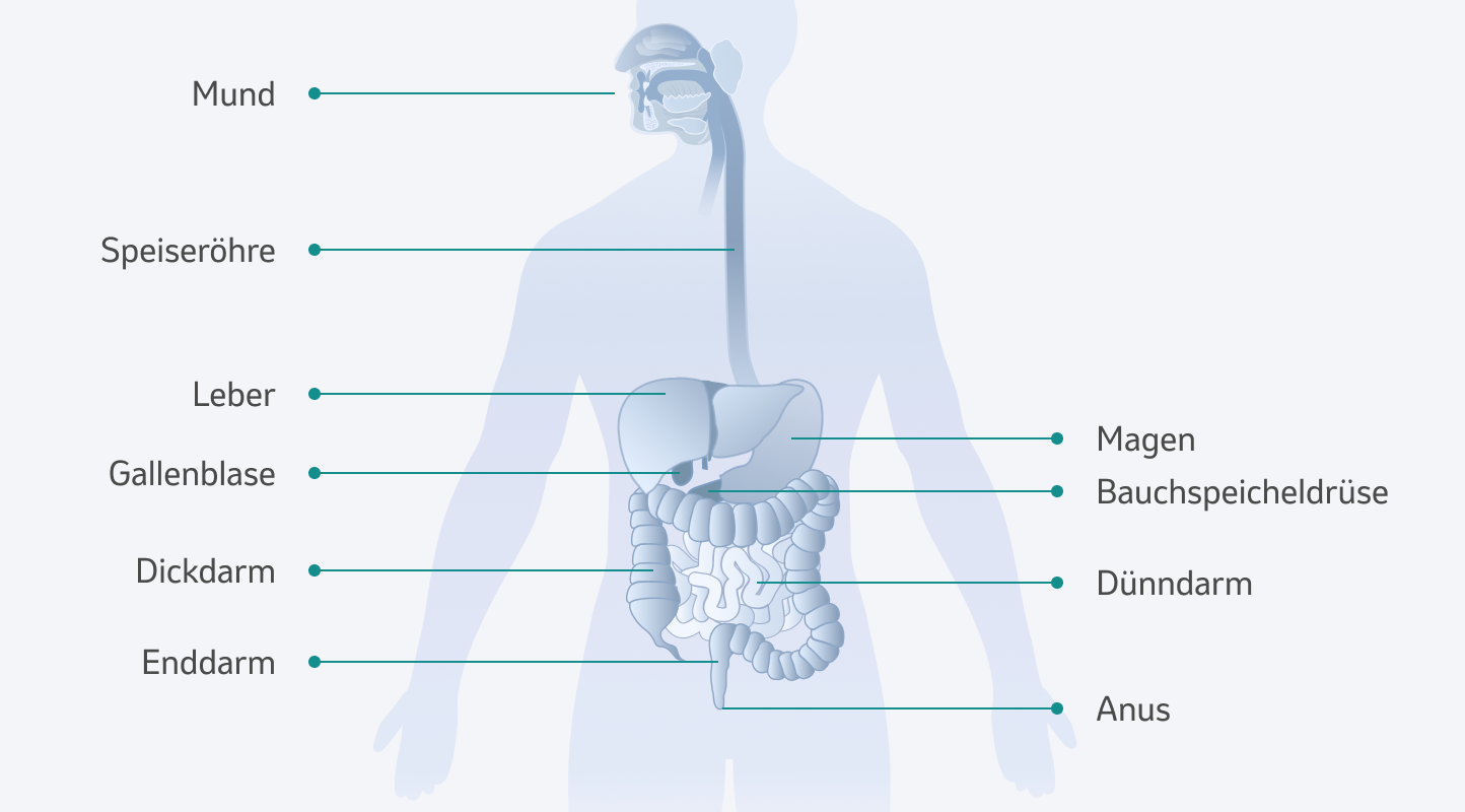 Illustration Verdauungsorgane