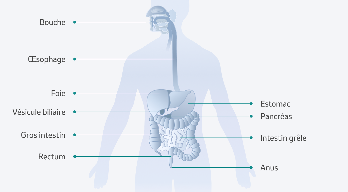 Illustration des organes digestifs