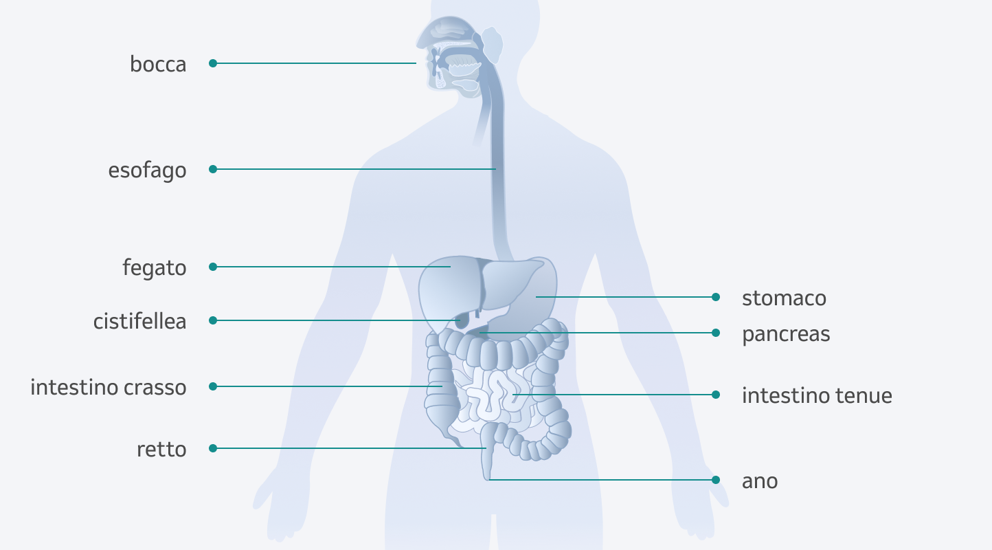 Illustrazione organi digestivi