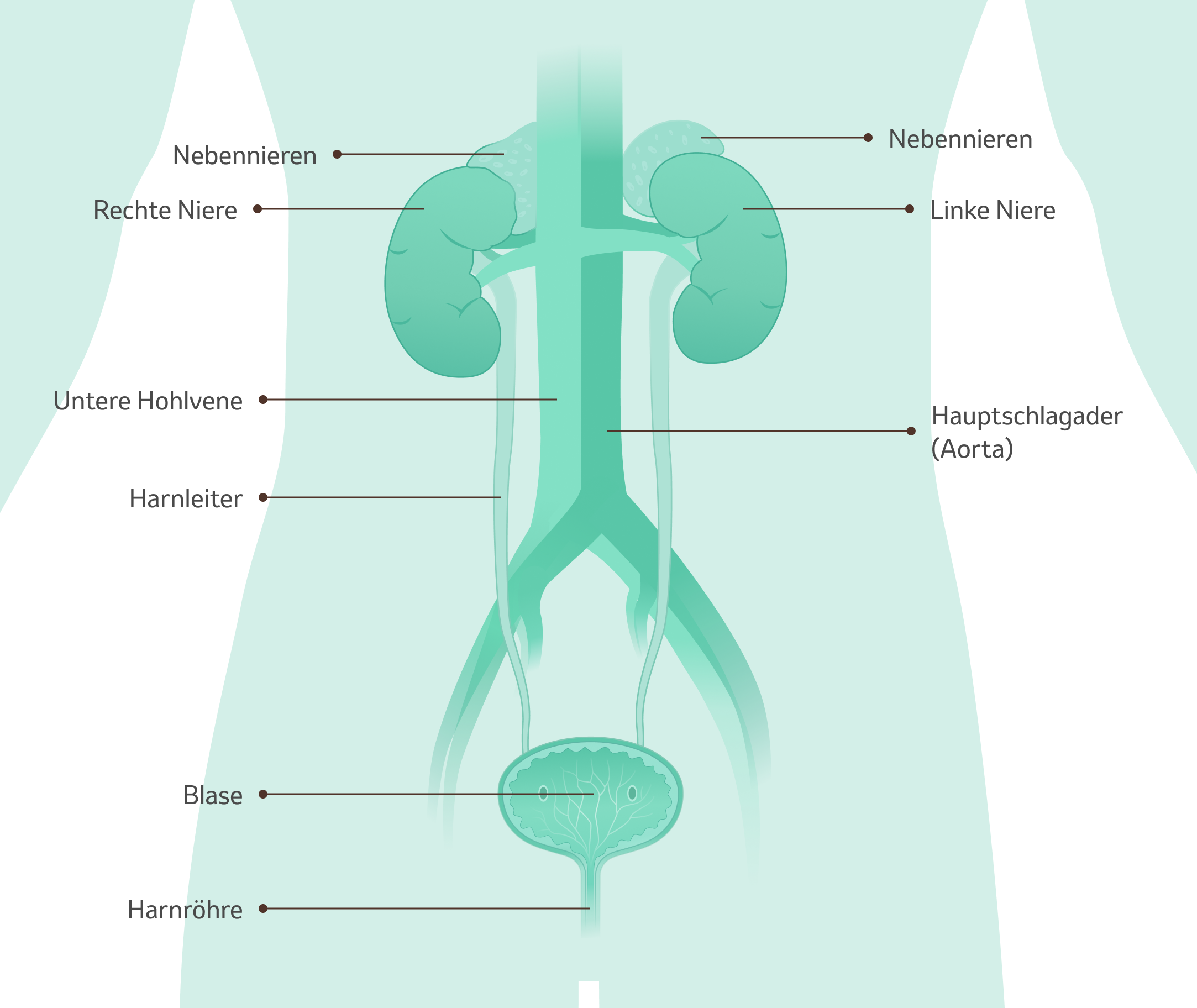 Illustration der menschlichen Nieren