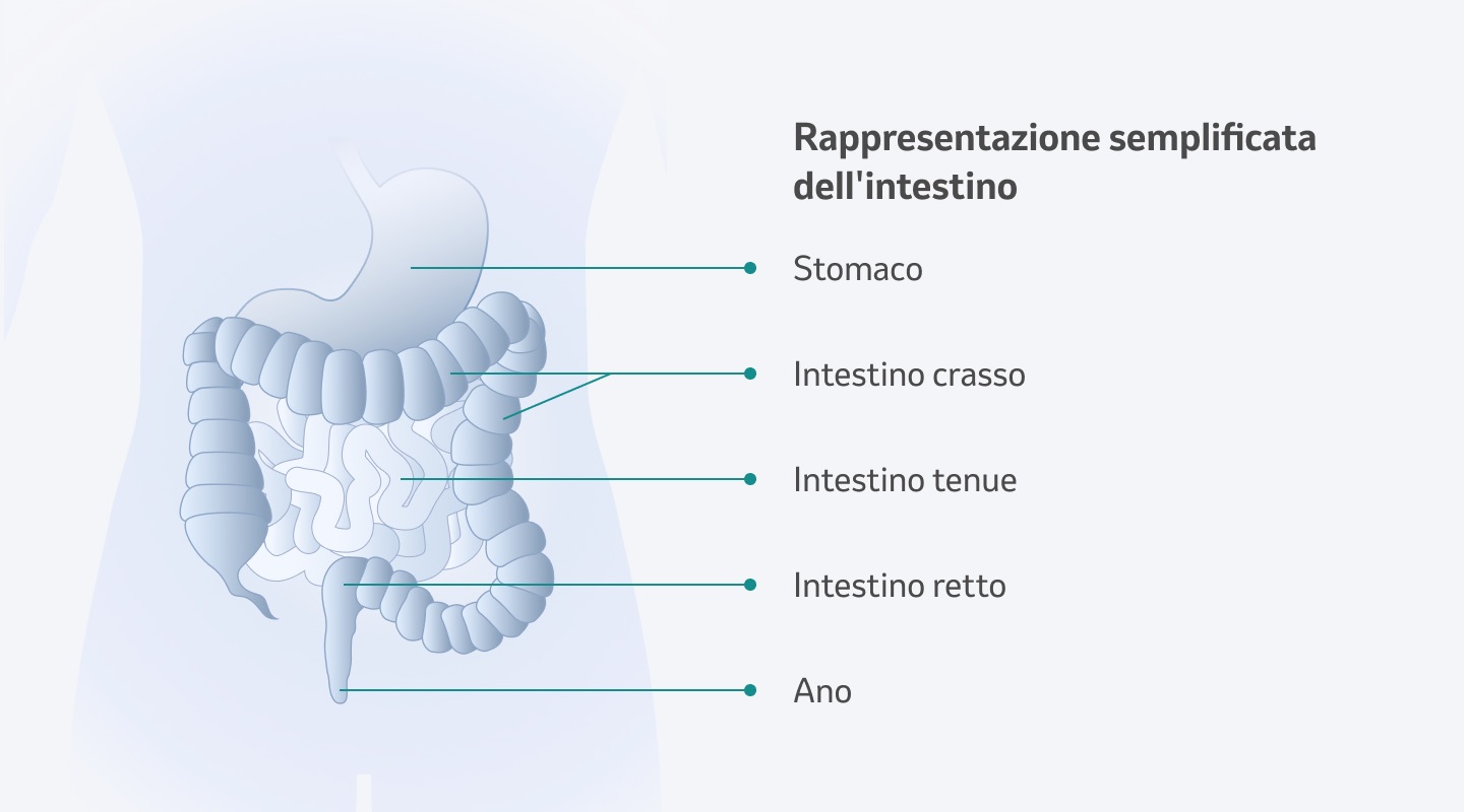 Rappresentazione semplificata dell'intestino
