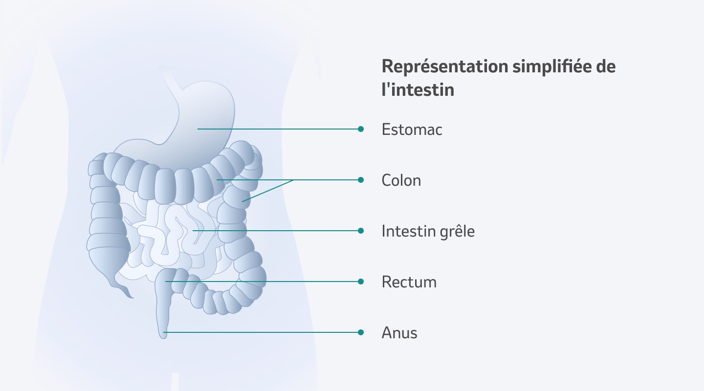 Représentation simplifiée de l'intestin