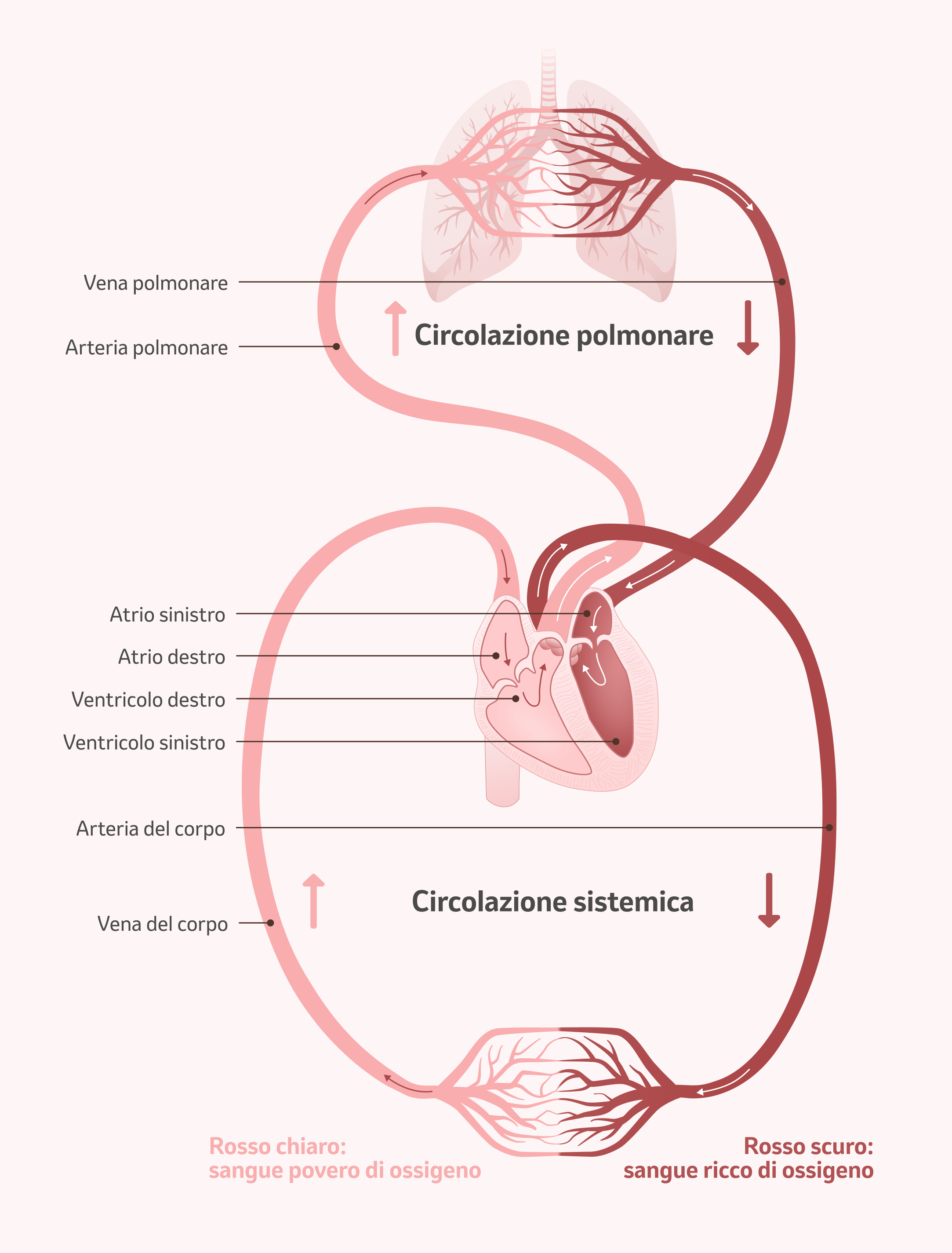 Immagine: il sistema circolatorio umano