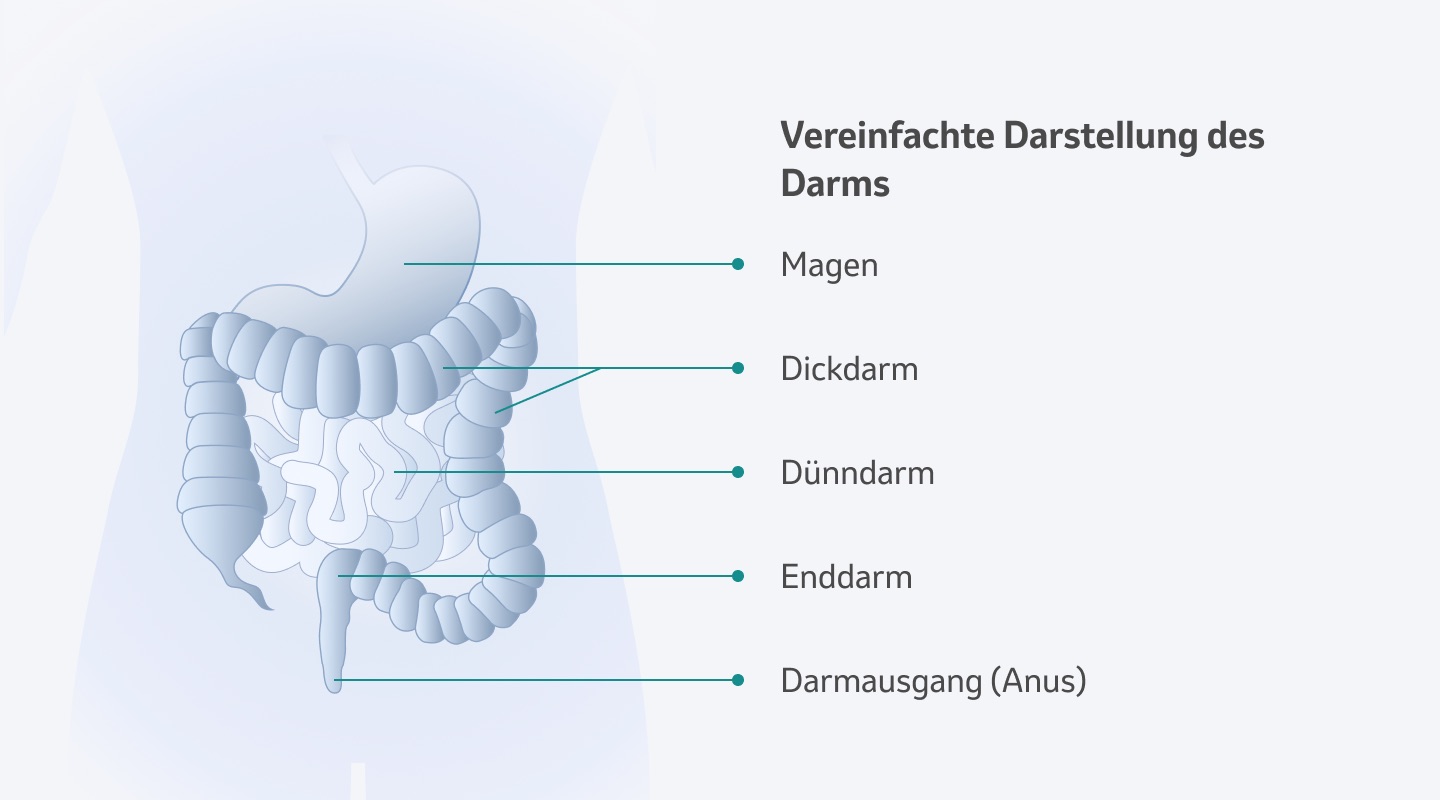 Vereinfachte Darstellung des Darms