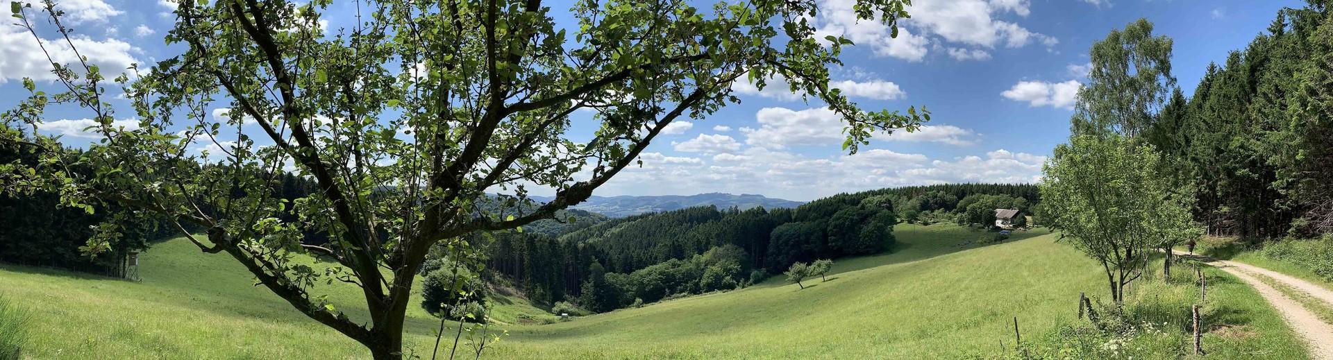 Zeckenimpfung – was Sie wissen sollten