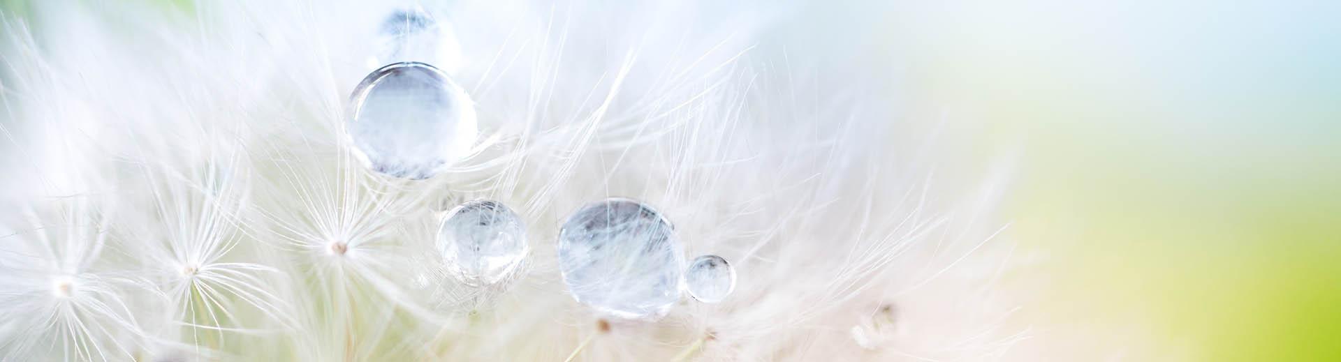 Pusteblume in hellem Grün