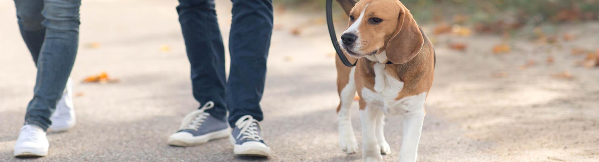 Couple se promenant avec un chien