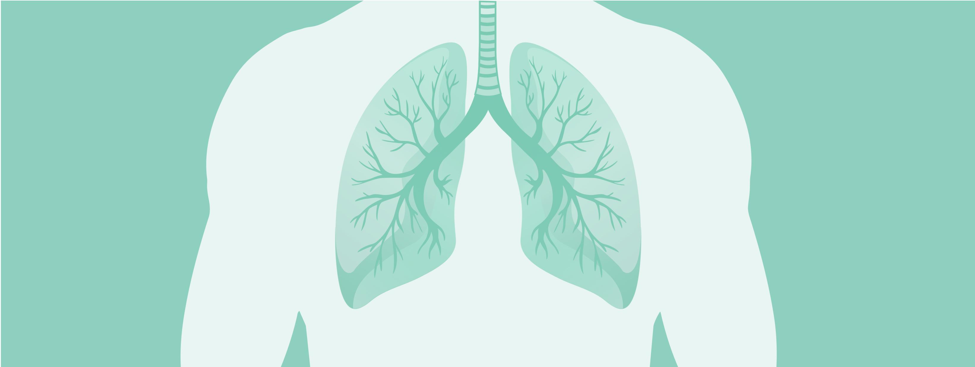 lung illustration