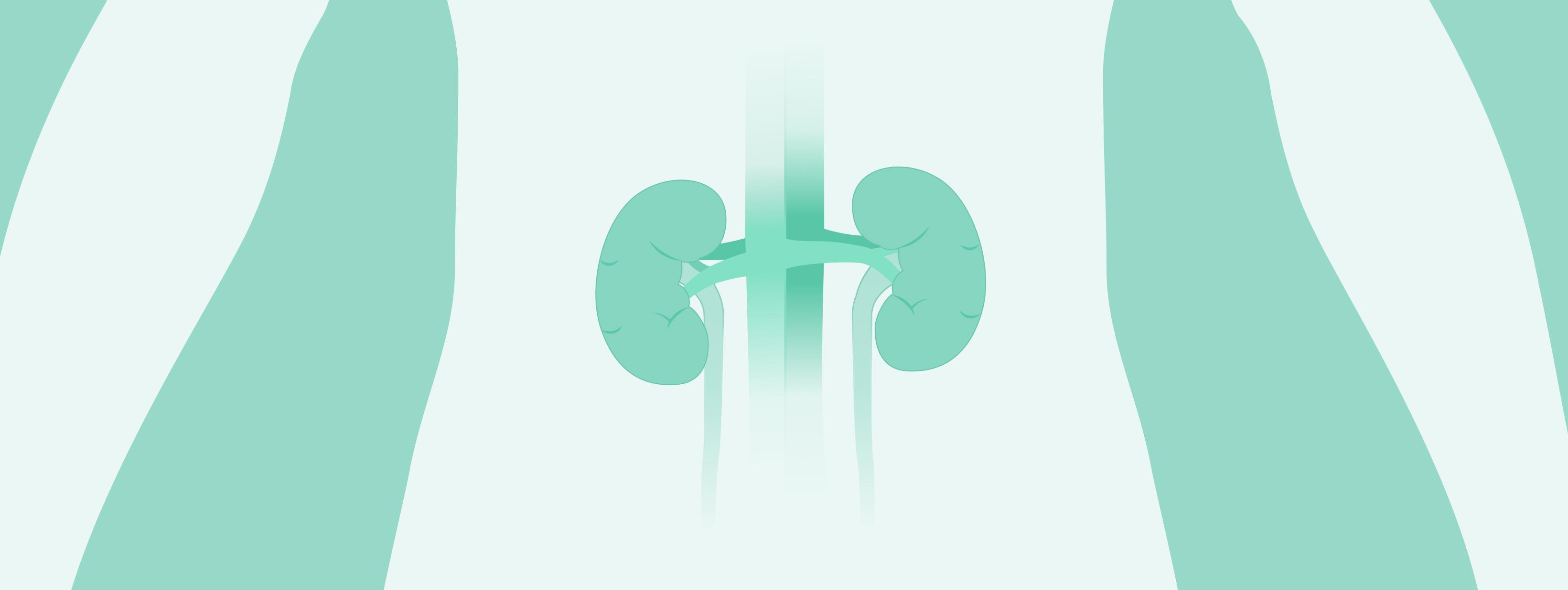 Illustration cancer du rein